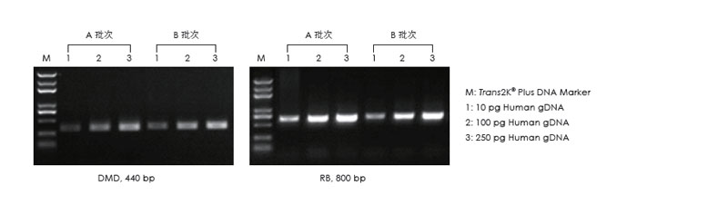 使用不同批次的產(chǎn)品，以不同濃度的人 gDNA 為模板擴(kuò)增，1.5% 瓊脂糖凝膠電泳分析擴(kuò)增結(jié)果。