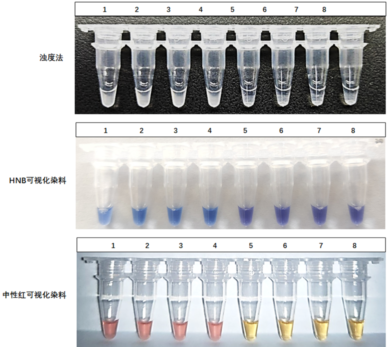 1-4：ASFV-p72基因質(zhì)粒；5-8：NTC